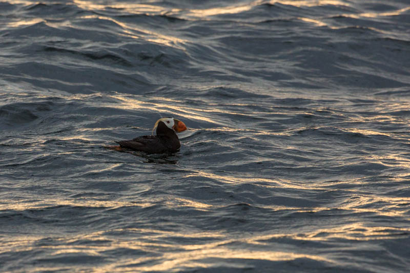 Tufted Puffin