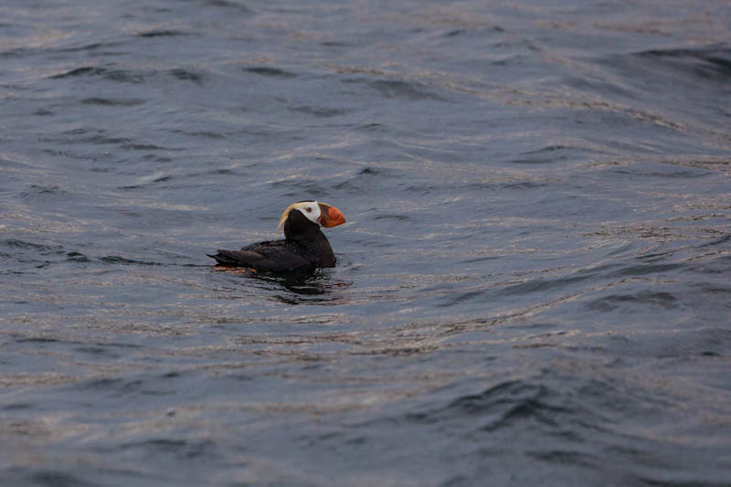 Tufted Puffin