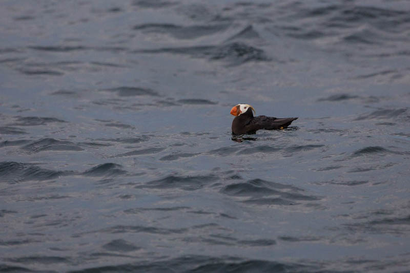 Tufted Puffin