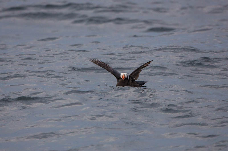 Tufted Puffin