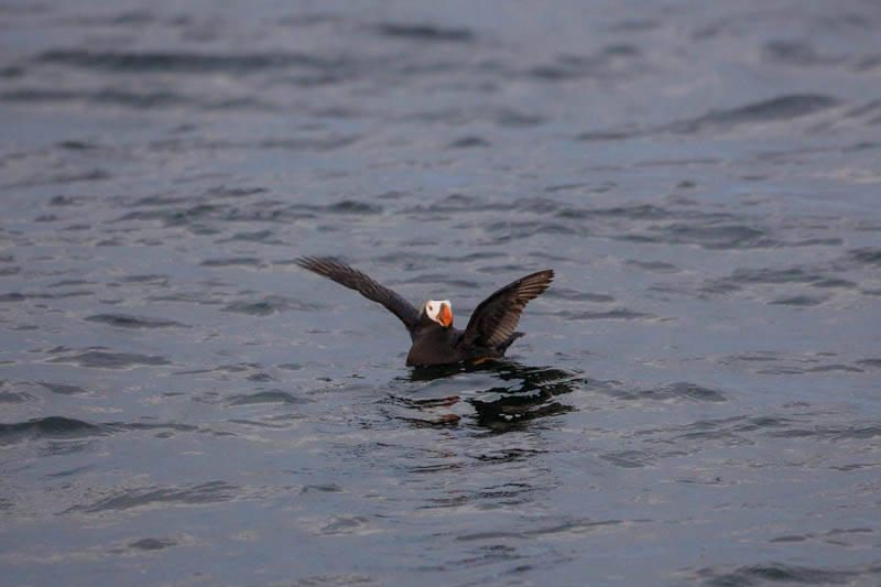 Tufted Puffin