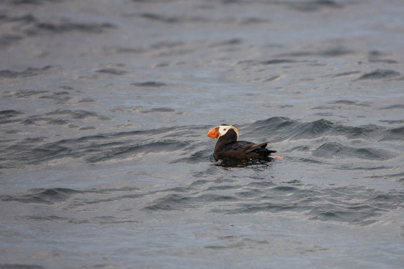 Tufted Puffin