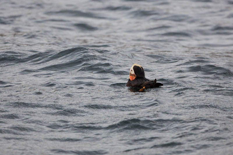 Tufted Puffin