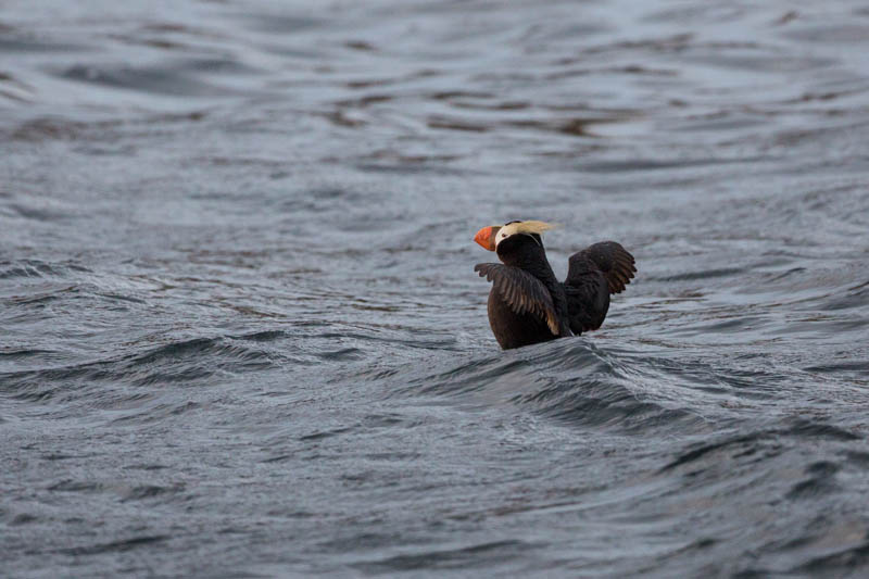 Tufted Puffin