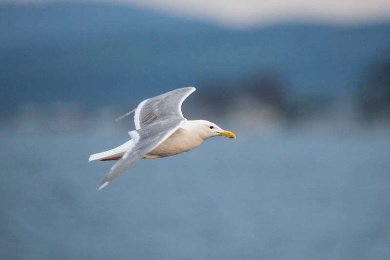 Gull In Flight