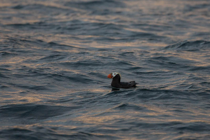 Tufted Puffin