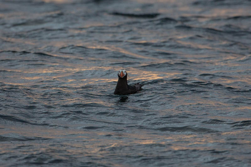 Tufted Puffin