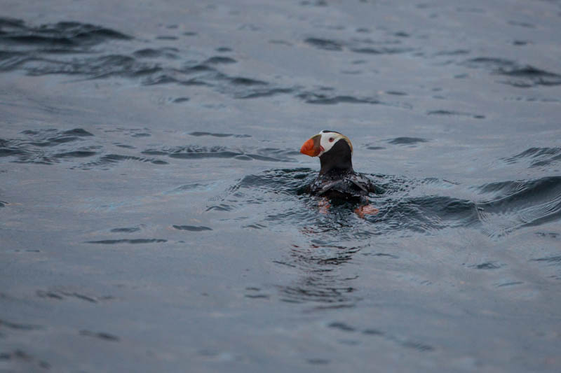 Tufted Puffin