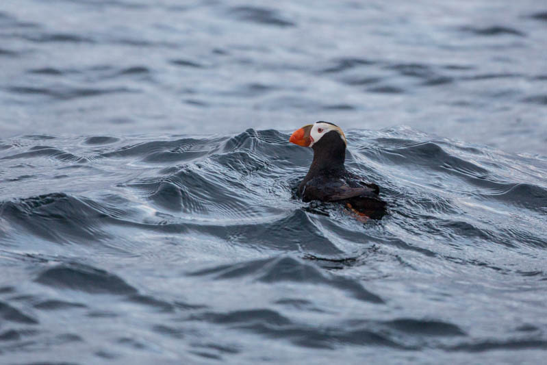 Tufted Puffin