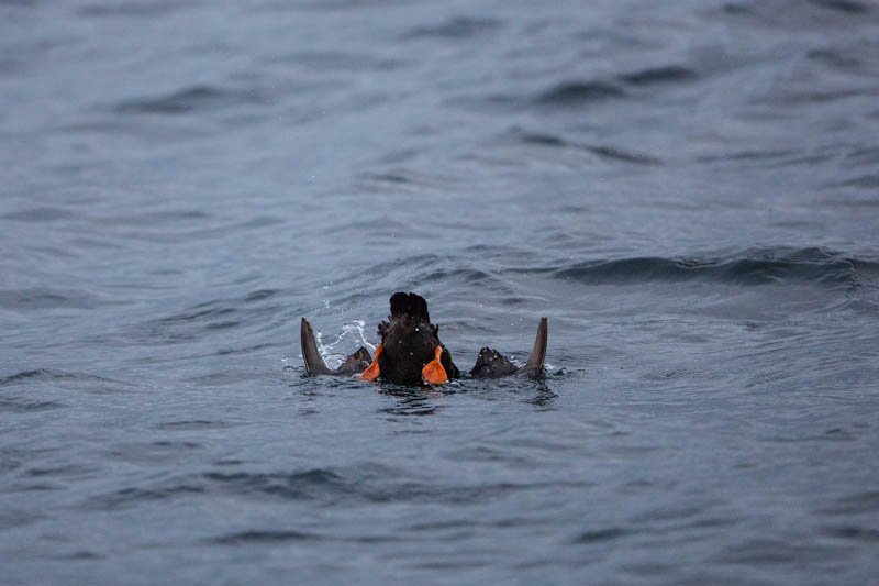 Tufted Puffin Diving