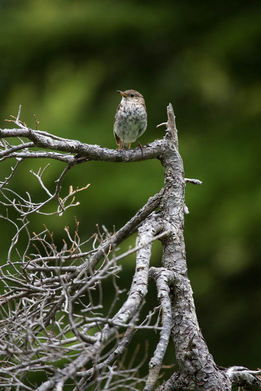 Swainsons Thrush