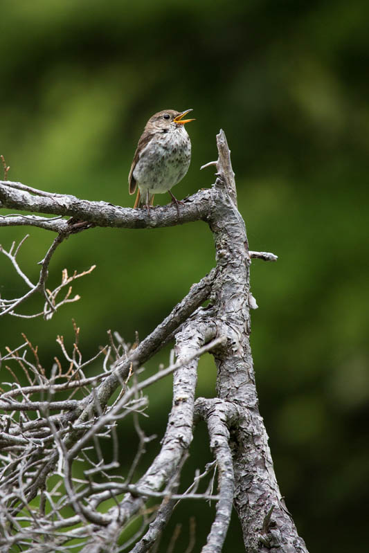 Swainsons Thrush