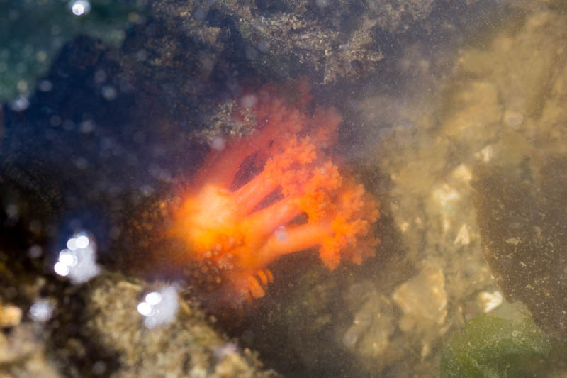 Orange Sea Cucumber