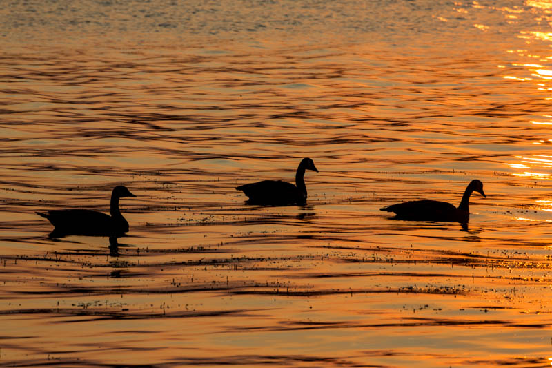 Canada Geese At Sunrise