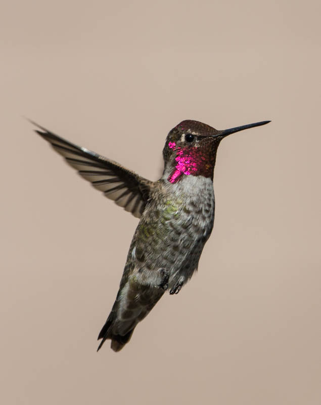 Annas Hummingbird