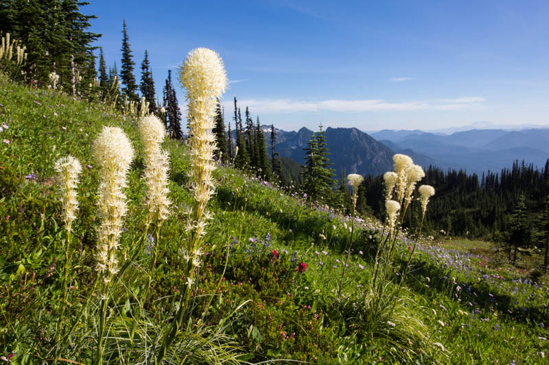 Bear Grass