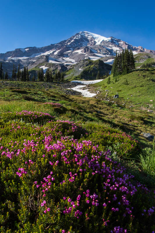 Pink Mountain Heather And Mount Rainier