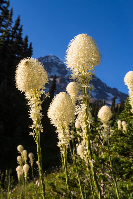 Bear Grass