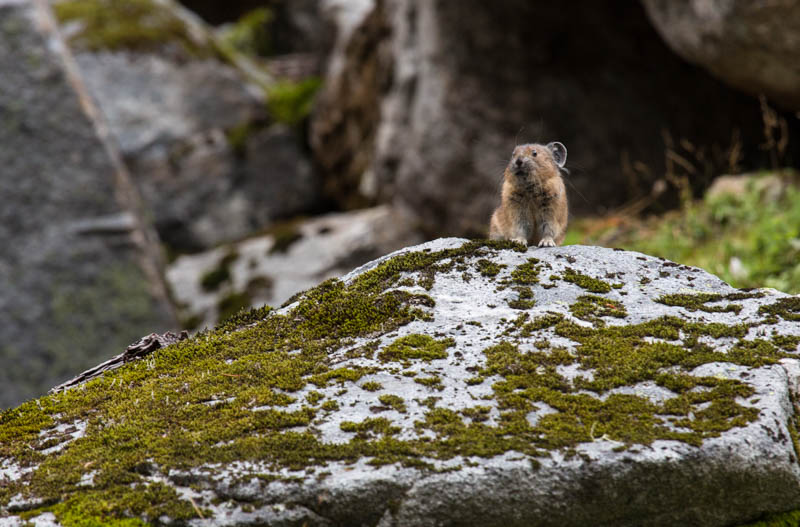 American Pika