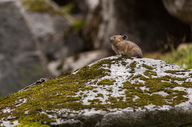 American Pika