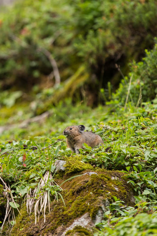 American Pika