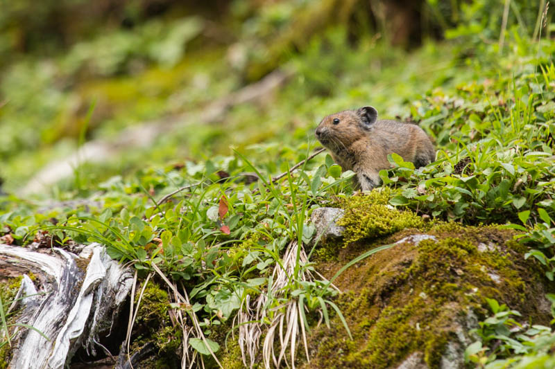 American Pika