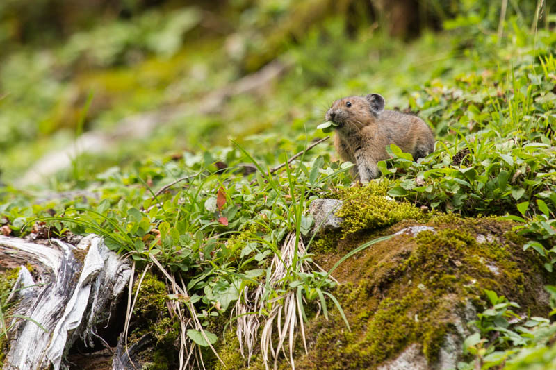 American Pika