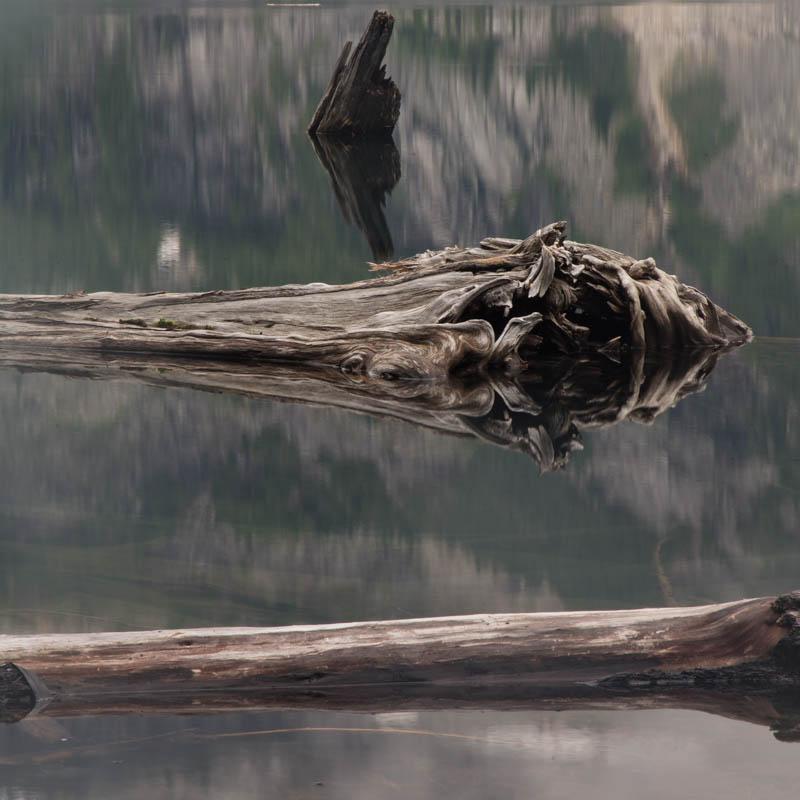 Driftwood In Copper Lake