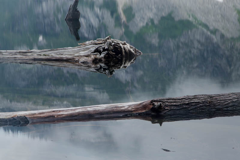 Driftwood In Copper Lake