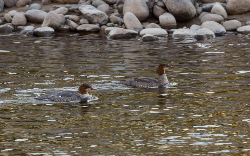 Common Mergansers