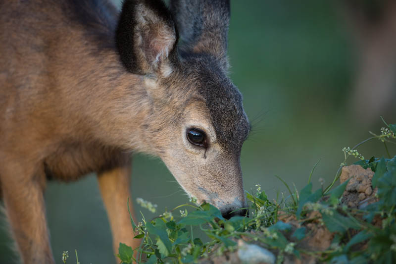 Mule Deer