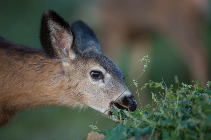 Mule Deer