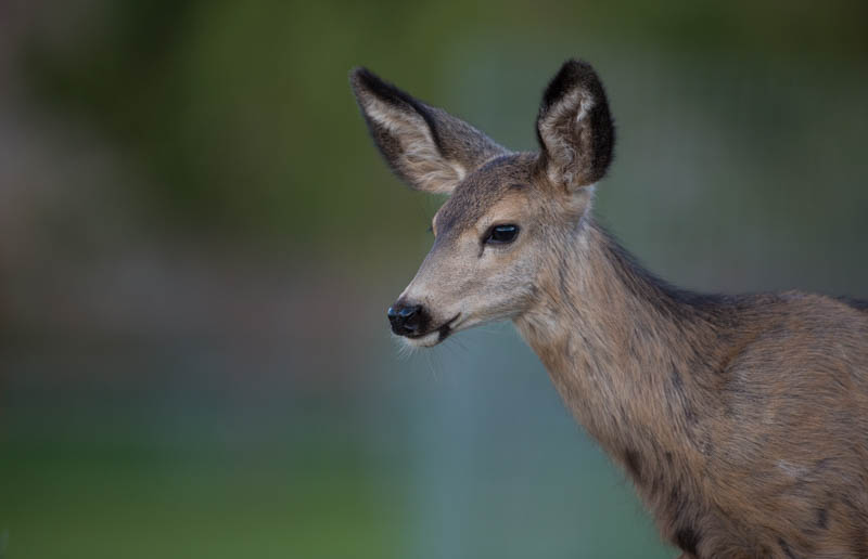 Mule Deer