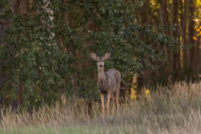 Mule Deer