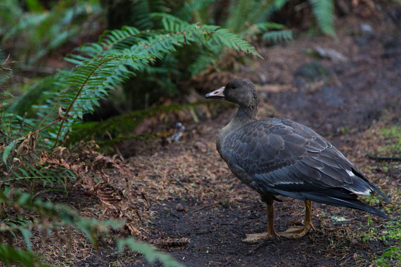 Greater White-Frontend Goose