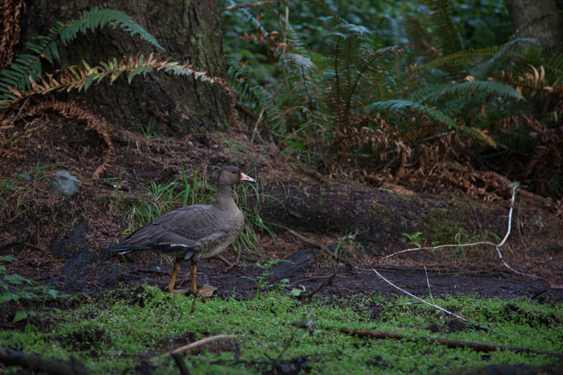 Greater White-Frontend Goose