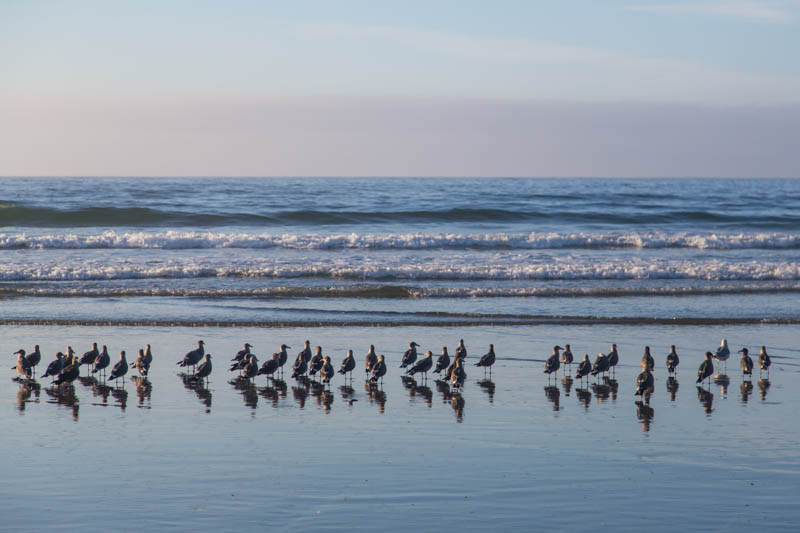 Gulls On Beach