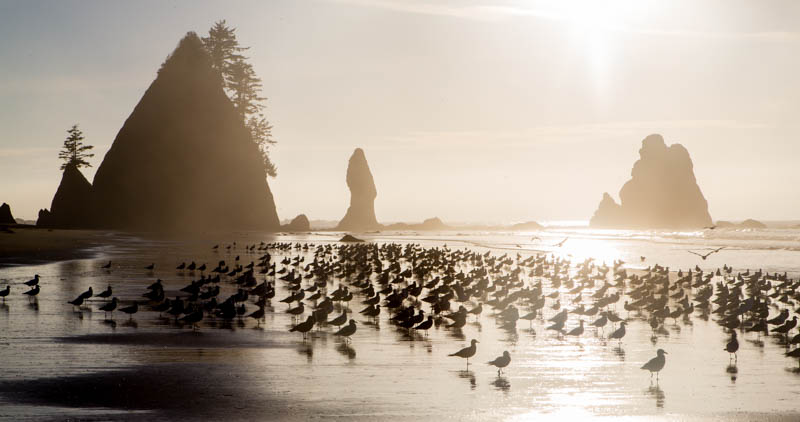 Gulls And Point Of Arches