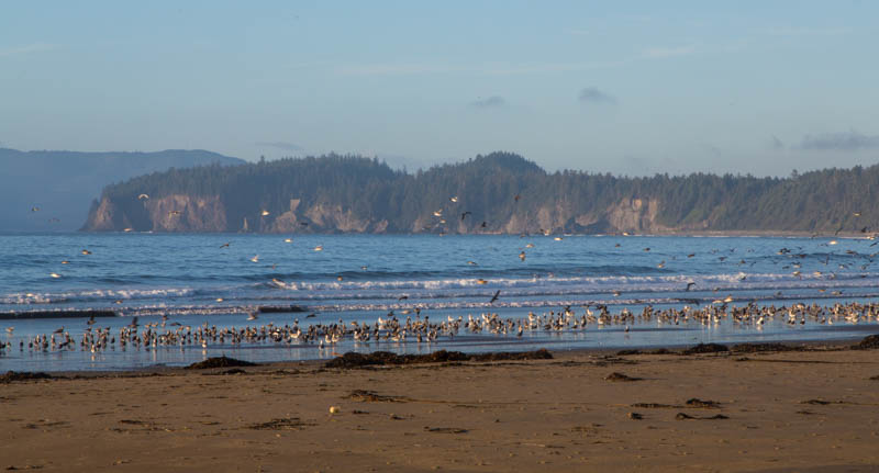 Gulls On Beach