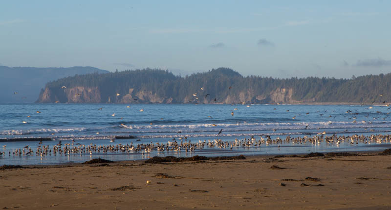 Gulls On Beach
