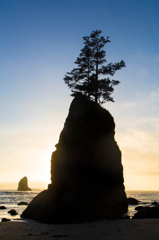 Trees Growing Out Of Seastack