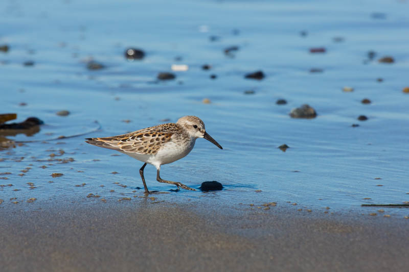 Semipalmated Sandpiper