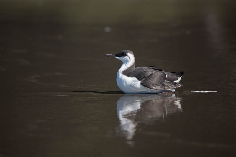 Common Murre