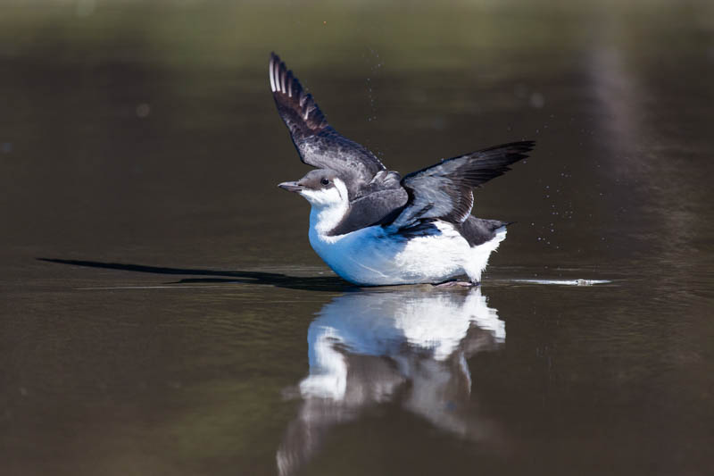 Common Murre