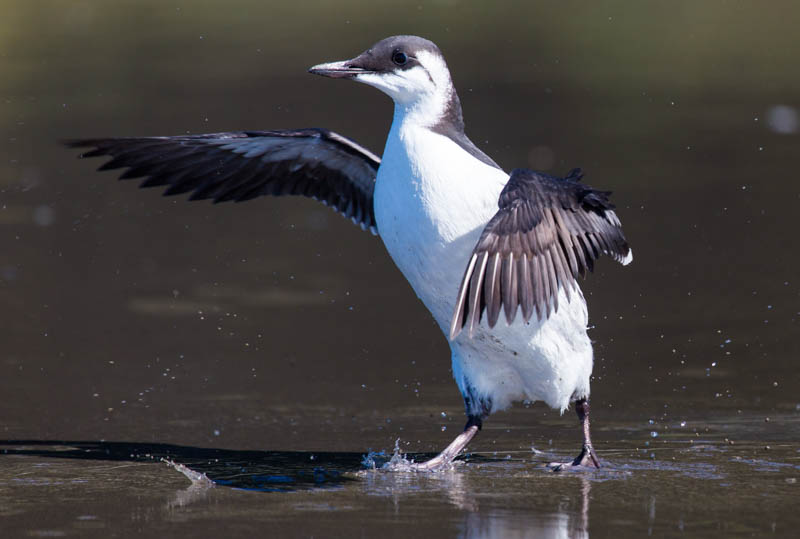 Common Murre