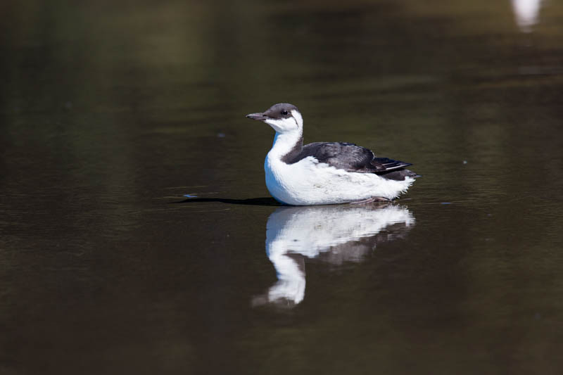 Common Murre