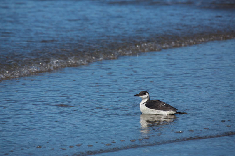 Common Murre In Surf