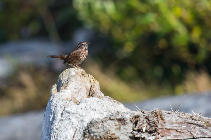 Song Sparrow