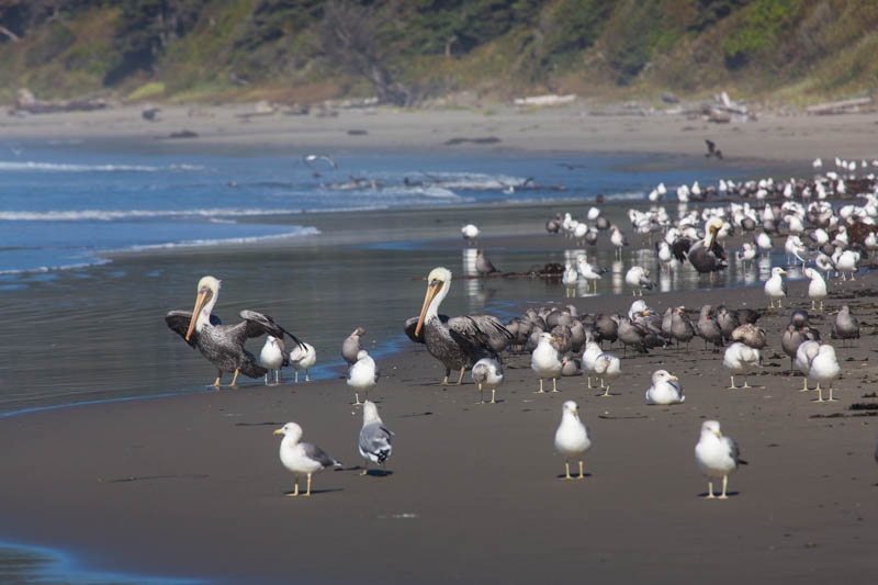 Brown Pelicans And Gulls On Beach