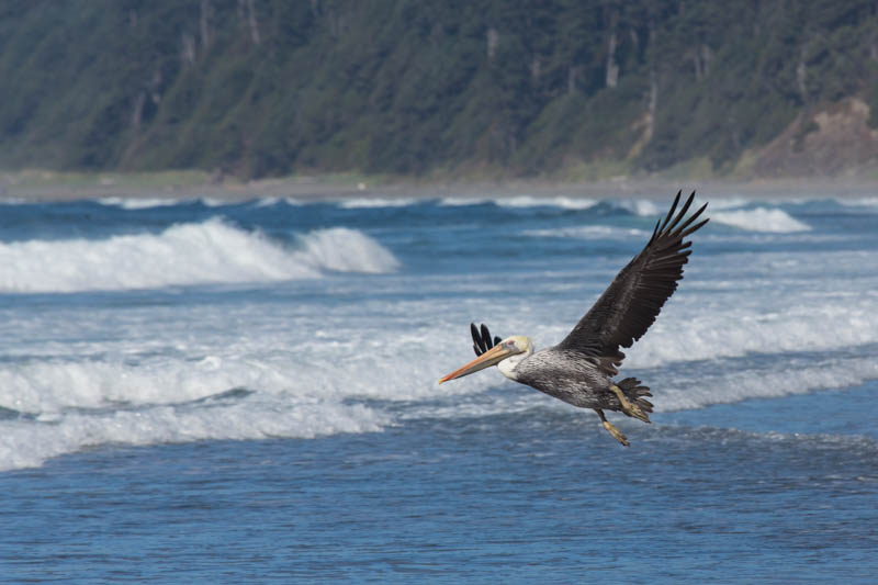 Brown Pelican In Flight